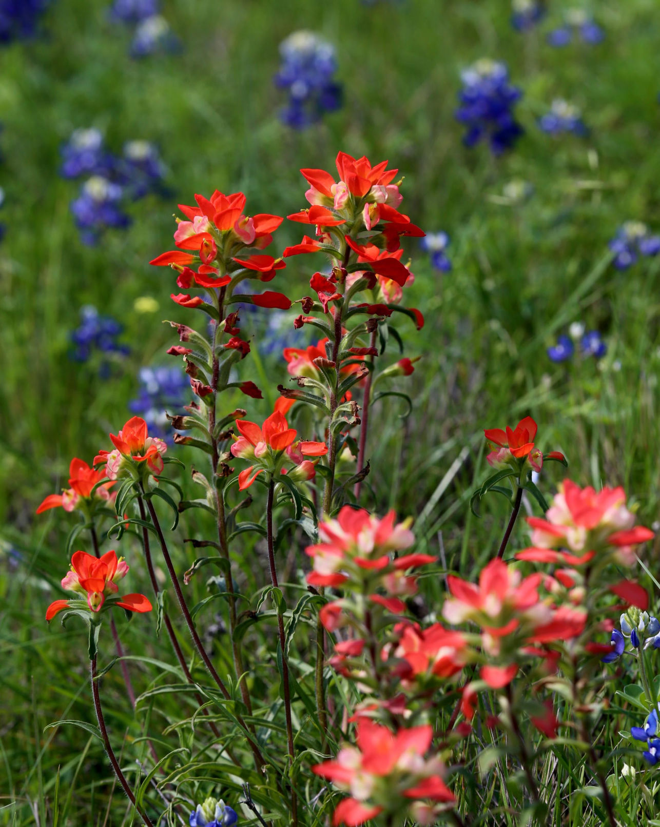 bluebonnets